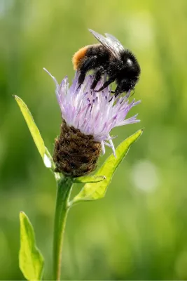 Harige hommel op paarse knoopkruid, de foto