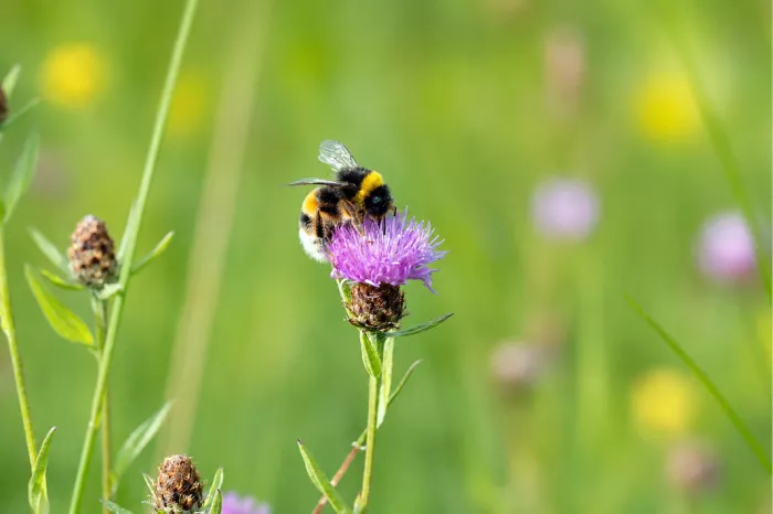 Een scherpe en zonnige opname van een hommel in actie, zittend bovenop een paarse bloem in een helder groene weide.
