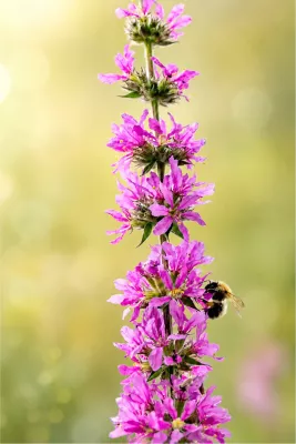 Fladderende hommel bij de grote kattenstaart, de foto
