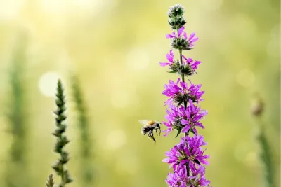 Vliegende hommel bij de grote kattenstaart, de foto
