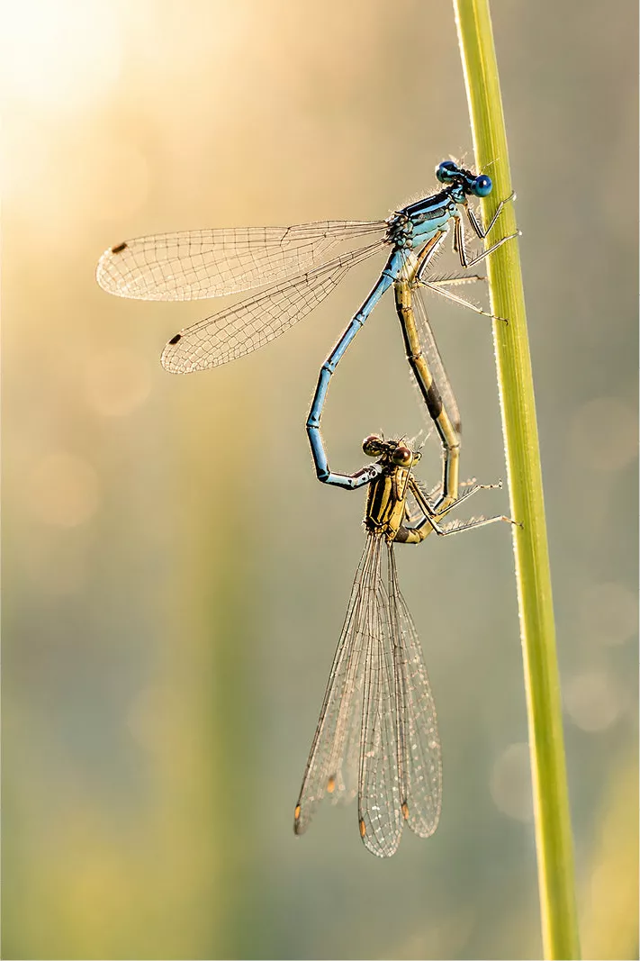 Twee waterjuffers in een parendwiel aan een groene stengel in zonnig tegenlicht