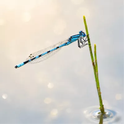 Heldere azuurwaterjuffer rustend op een stengel, de foto