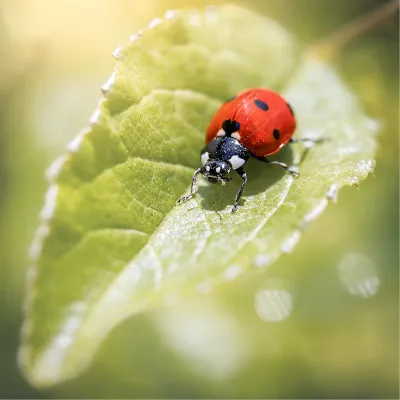 Lieveheersbeestje op een groen blad, de foto