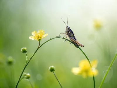 Sprinkhaan op een boterbloem, de foto