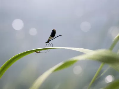 Weidebeekjuffer met spin in het web, de foto