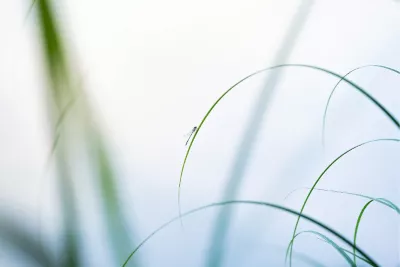 Minuscule juffer op sierlijk gras, de foto