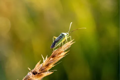 Groene wants op een rijpend graan, de foto