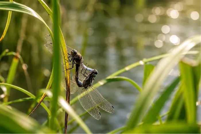 Twee parende libellen op groene rietstengels met glinsterend water erachter