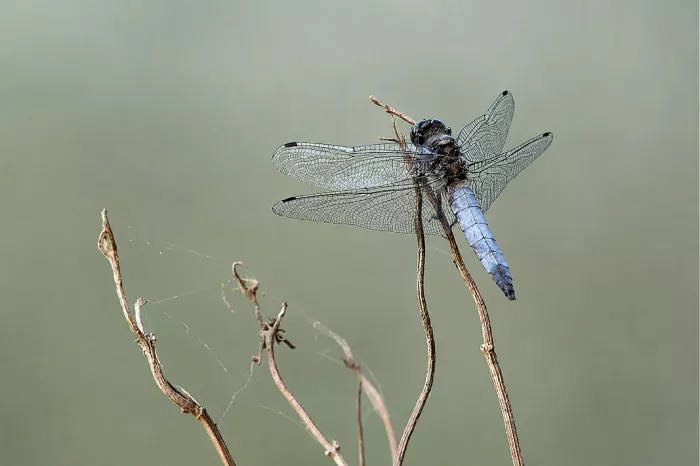 Platbuik met lichtblauw achterlijf op droge bruine takjes tegen een grijsgroene achtergrond