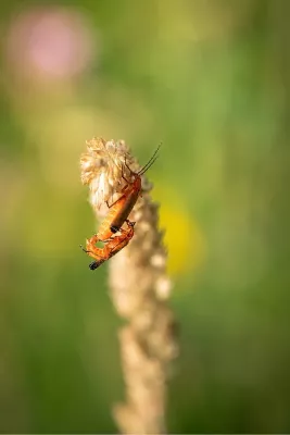 Parende rode weekschildkevers, de foto