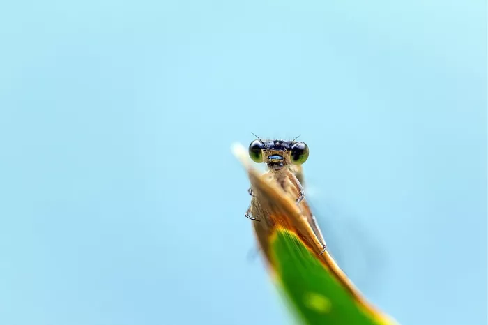 Een uiterst komische en scherpe frontale close-up van een waterjuffer die over de rand van een groen blad recht in de camera staart.