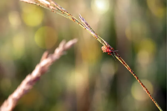Klein rood insectje op een buigende droge grasspriet in warm licht
