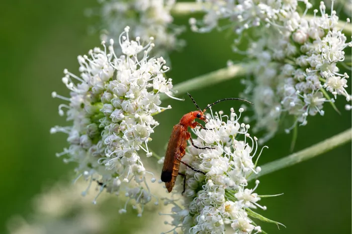 Rode weekschildkever op de witte bloemetjes van een schermbloem