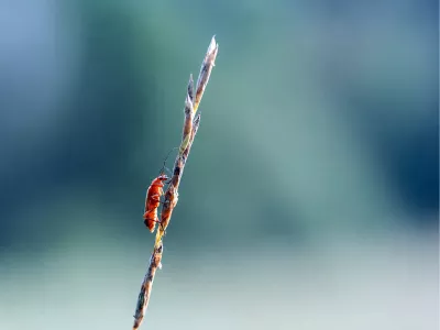 Kleine vlieg rust op een groen blad, de foto