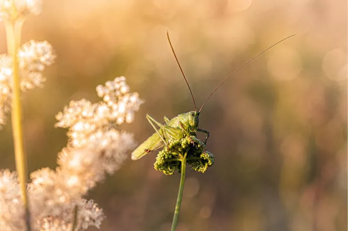 Een kalm beeld van een kleine water- of rietvogel (zoals een watersnip of rallensoort) die zich deels verschuilt in een polletje riet in het ondiepe water.