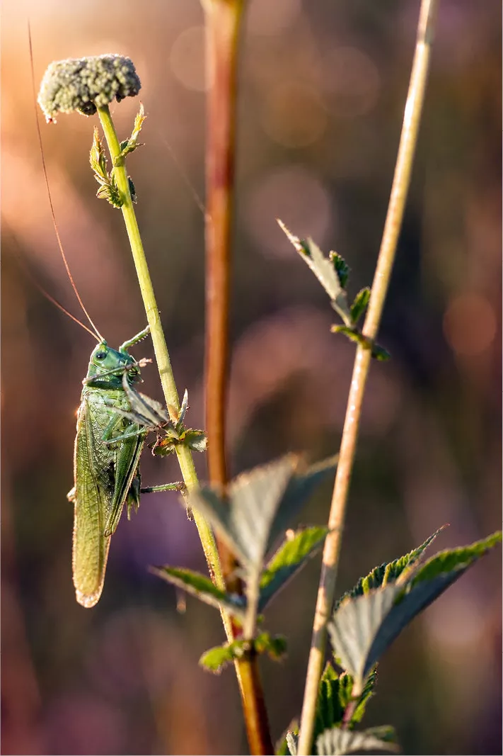 Een indrukwekkend zijaanzicht van een forse groene sprinkhaan die rustig de ochtend- of avondzon in zich opneemt vanaf een bloemstengel.