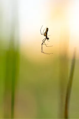 Eenzame spin bengelend aan haar draad, de foto