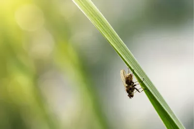 Verstopte vlieg onder de grasspriet, de foto