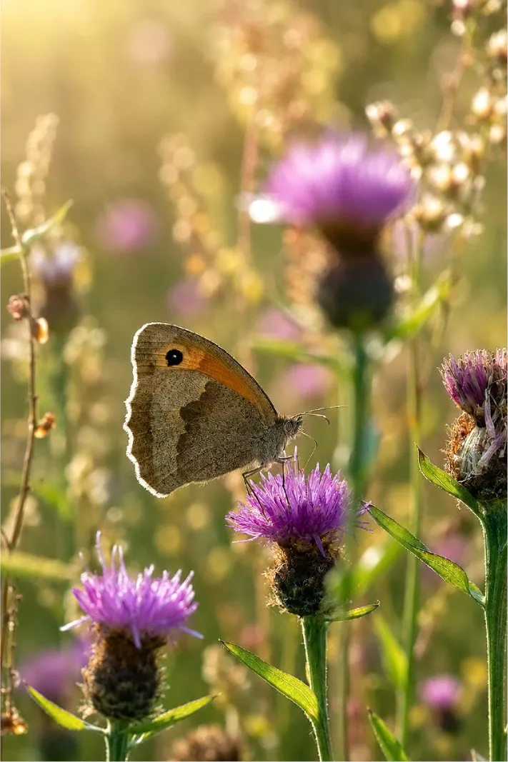Een warm belichte, verticale opname van een bruine vlinder (hooibeestje) die rust op een zachte, paarse bloem (knoopkruid) badend in de middagzon.