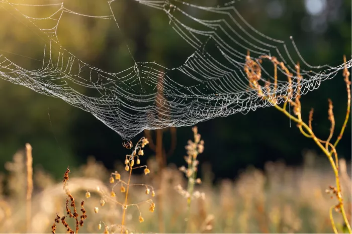 Een indrukwekkend horizontaal beeld van een stevig spinnenweb dat tussen het hoge gras is gespannen en vol hangt met ontelbare schitterende dauwdruppeltjes.