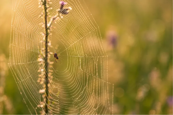 Een sfeervol beeld van een intact, rond spinnenweb dat prachtig oplicht in de eerste zonnestralen. In het hart van het web wacht de spin rustig af.