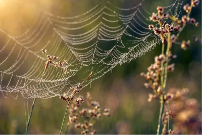 Draden van een dauwweb in detail, de foto