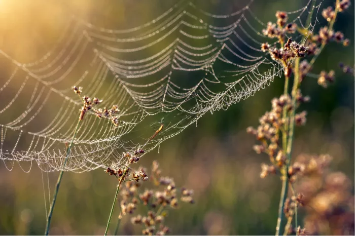Hangend spinnenweb vol dauwdruppels tussen bruine biezen in warm licht