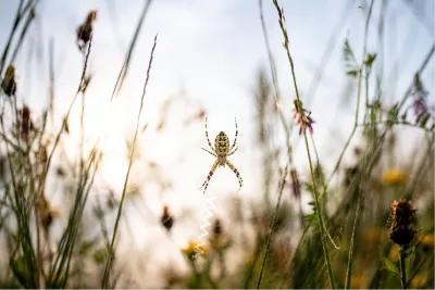 Kleurrijke wespspin met zig-zag web, de foto