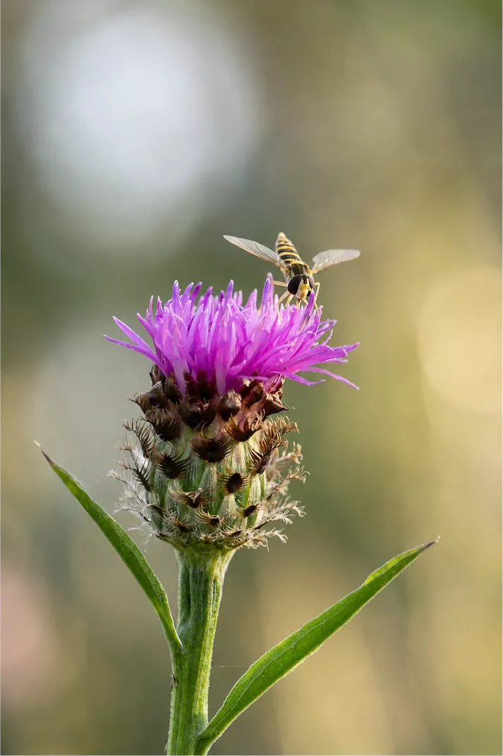 Een prachtig getimede actiefoto, verticaal uitgesneden, van een zweefvlieg net op het moment dat deze landt op de top van een paarse schermbloem of knoopkruid.