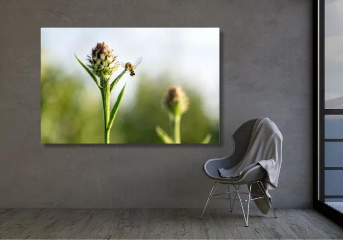 Zweefvlieg verkent een wilde distel, foto van Bart Moens