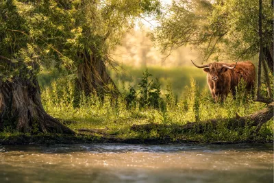 Schotse hooglander aan de bosrand, de foto