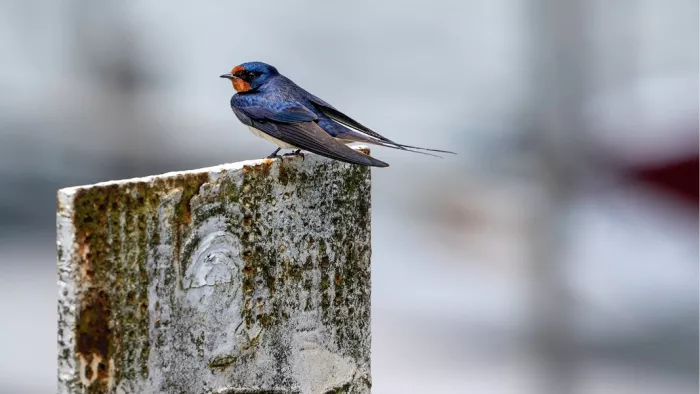 Boerenzwaluw met rood keeltje zit op een verweerde paal tegen een lichte achtergrond