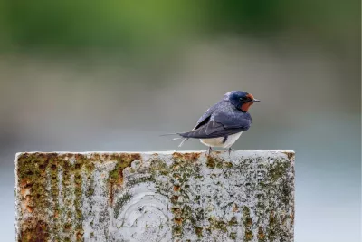 Kleurrijke zwaluw op de uitkijk, de foto