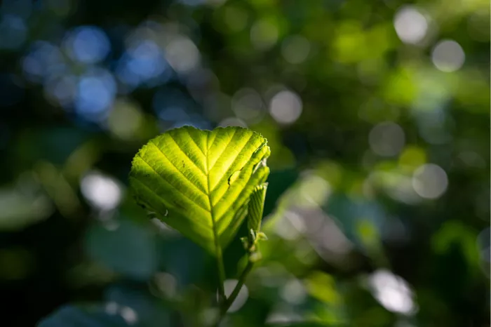 Heldergroen blad in tegenlicht met oplichtende nerven en lichtcirkels erachter