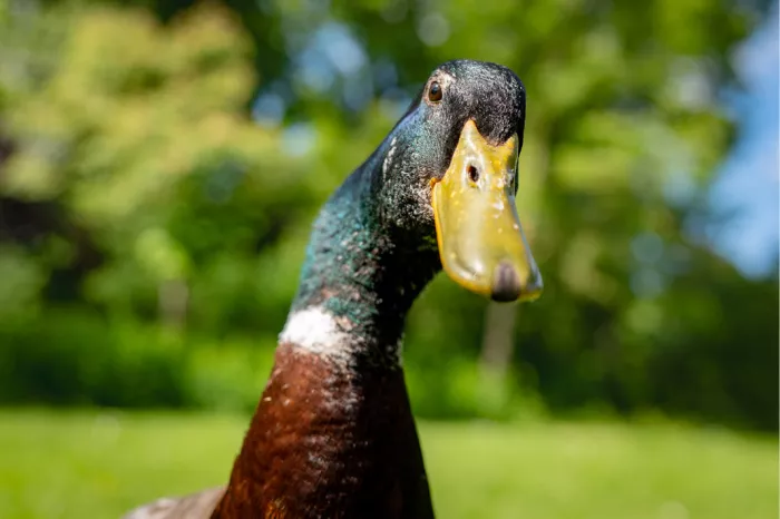 Een komische, haarscherpe close-up van een woerd (mannelijke wilde eend) met een glanzend groene kop, die met een scheve blik in de lens staart.