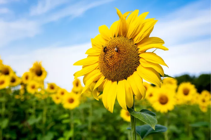 Rijpe zonnebloem met een bij op het hart steekt scherp af tegen een wazig veld vol zonnebloemen onder een blauwe lucht.