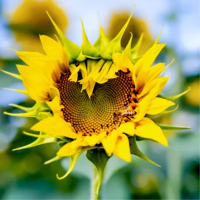 Hart van de Zonnebloem, de foto