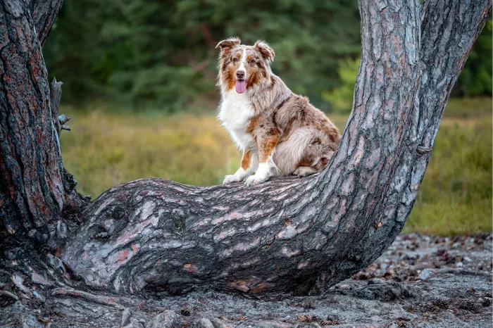 Langharige hond met een gevlekte bruin-witte vacht zit hijgend op een kromme boomstam tussen twee dennenstammen, met wazig bos op de achtergrond.