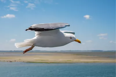 Vlucht boven de Zandplaat, de foto