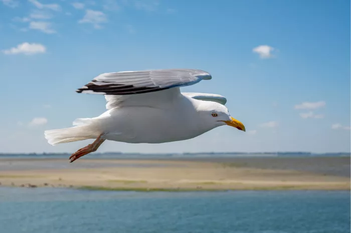 Zilvermeeuw vliegt over een zandplaat met kalm water en een blauwe lucht