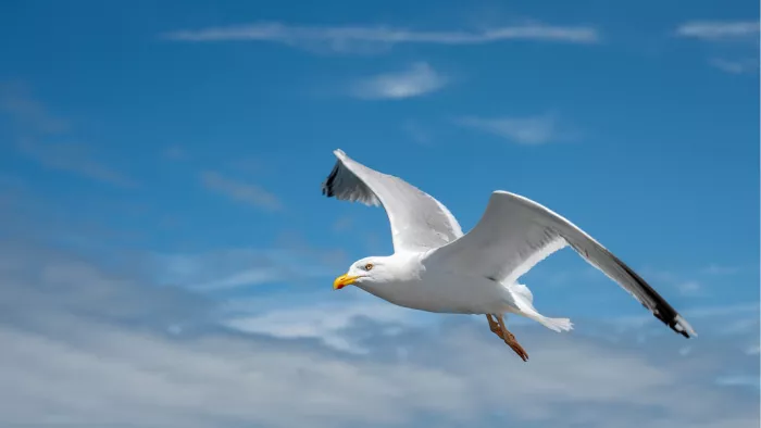 Zilvermeeuw met gespreide vleugels in een blauwe lucht met sluierwolken