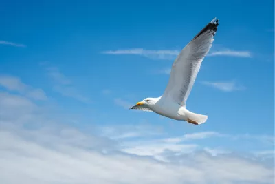 Zeilend door de Lucht, de foto