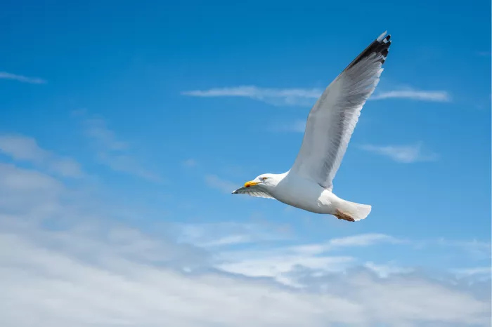 Zilvermeeuw met hoog opgeheven vleugels in een blauwe lucht met sluierwolken