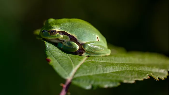 Boomkikker rust op een geribbeld blad met gekartelde rand tegen een donkergroene achtergrond
