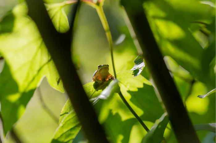 Klein kikkertje op een blad tussen zonverlichte bladeren en donkere takken