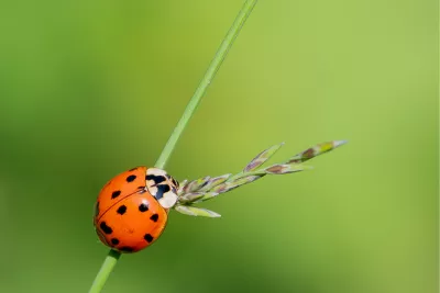 Lieveheersbeestje op de Halm, de foto