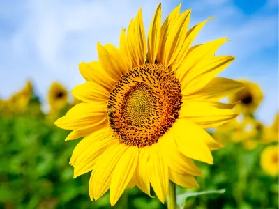 Zonnebloemenveld in de Zomer, de foto