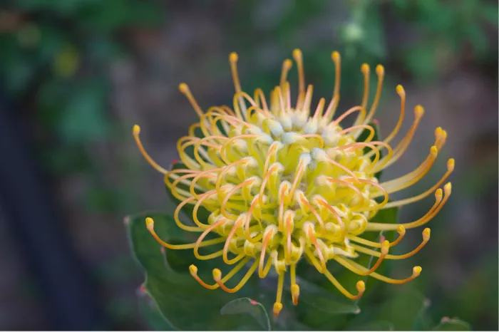 Gele bloem van een leucospermum. Leucospermum is een geslacht van groenblijvende, rechtopstaande, soms kruipende struiken en behoort tot de familie Proteaceae.  De bloemkop heeft het uiterlijk van een speldenkussen.