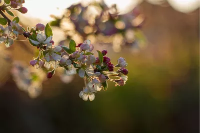 Zomer in aantocht, de foto