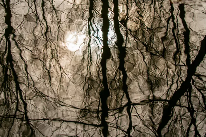 Spiegelbeeld van boomstammen en takken in rimpelend water, met een bleke zon, in bruine tinten